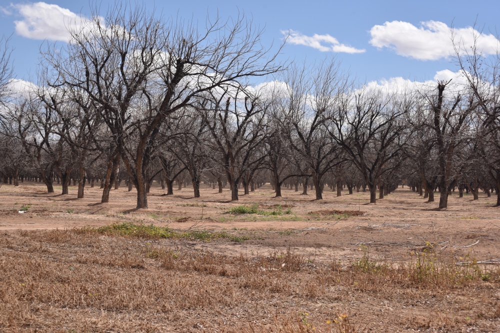 Eloy,,Az.,U.s.a.,March,15,,2018.,Daybreak,Pecan,Co.,Pecan