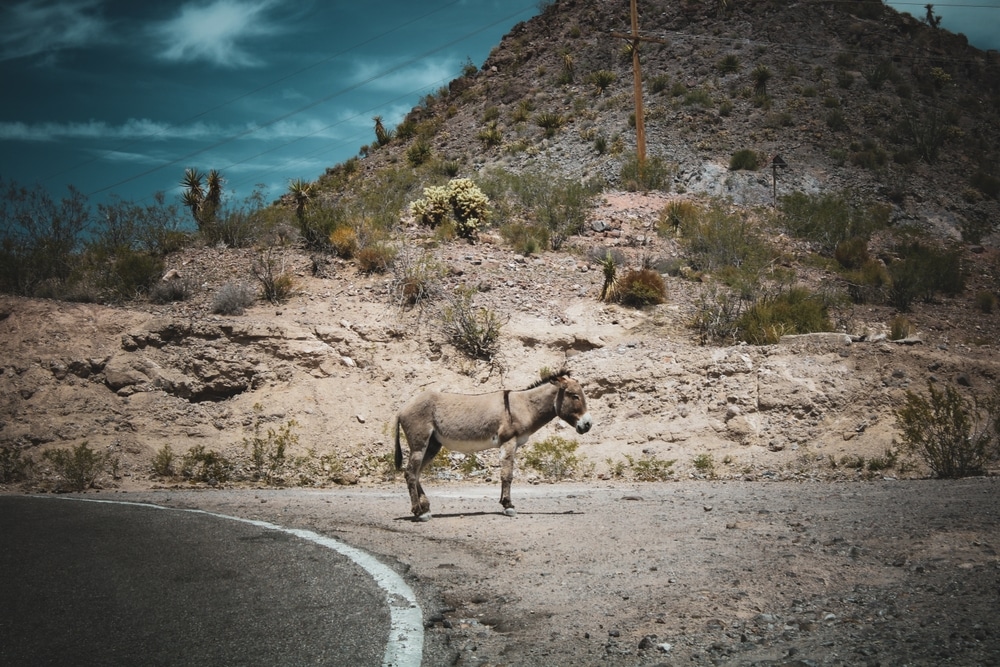Gold,Road,Of,Sitgreaves,Pass,,Arizona,In,April,Of,2022