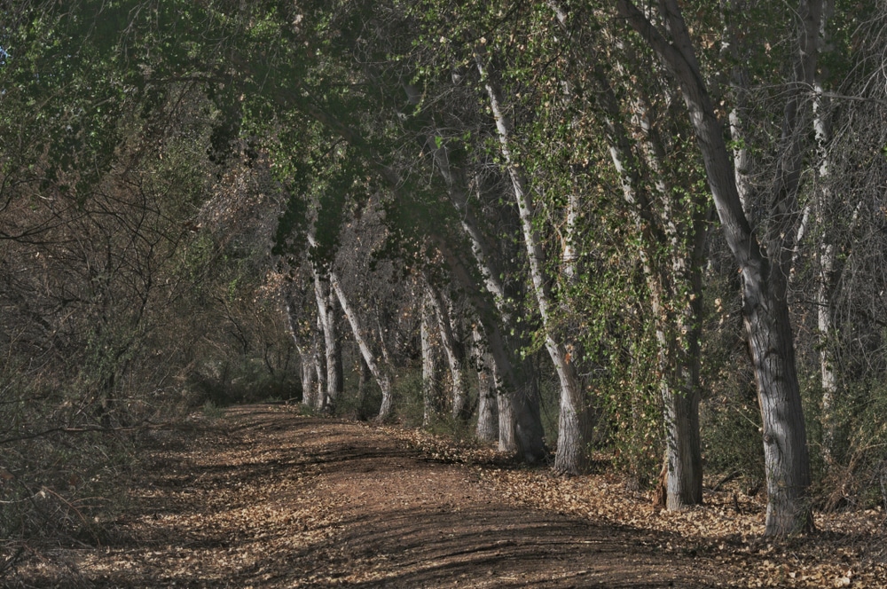 Cibola,National,Wildlife,Refuge,-,Unexpected,Beauty.
