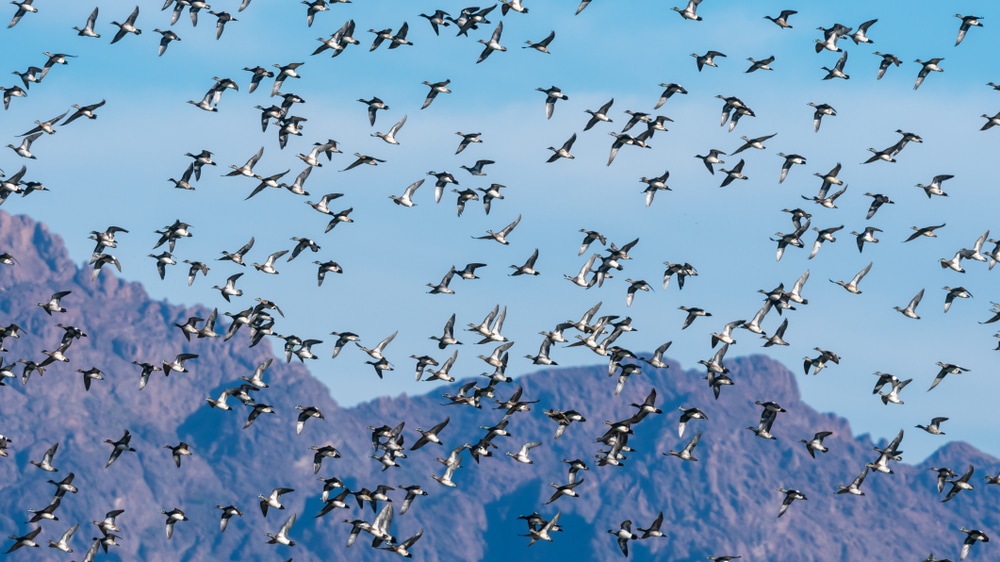 American,Wigeon,(mareca,Americana),Flock,Flying,Over,Cibola,National,Wildife