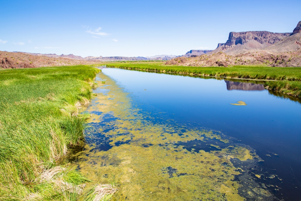 Bill,Williams,River,National,Wildlife,Refuge,In,Arizona,,Oasis,Between