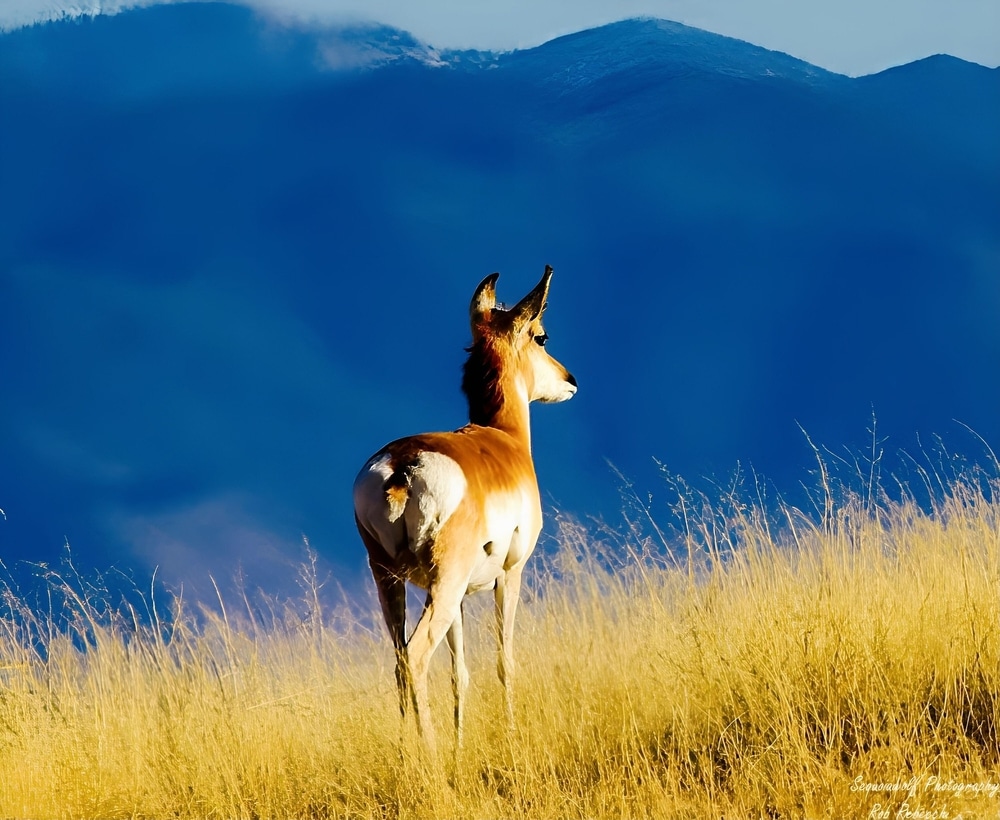 At,The,Las,Cienegas,National,Conservation,Area,Near,Sonoita,,Arizona.