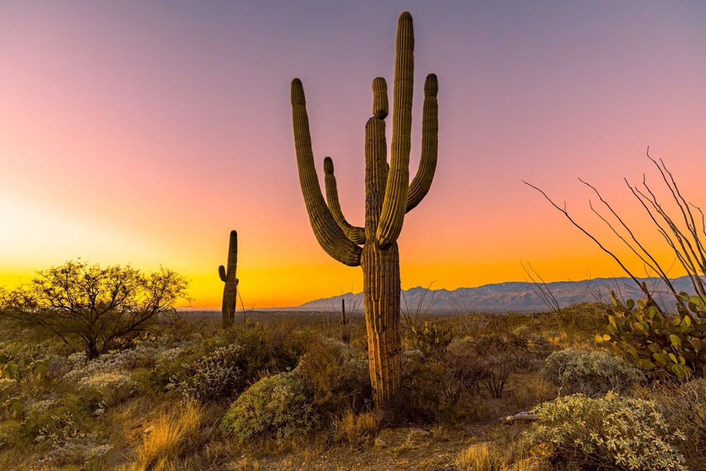 Saguaro,Cactus,In,Saguaro,National,Park,Arizona,At,Sunrise