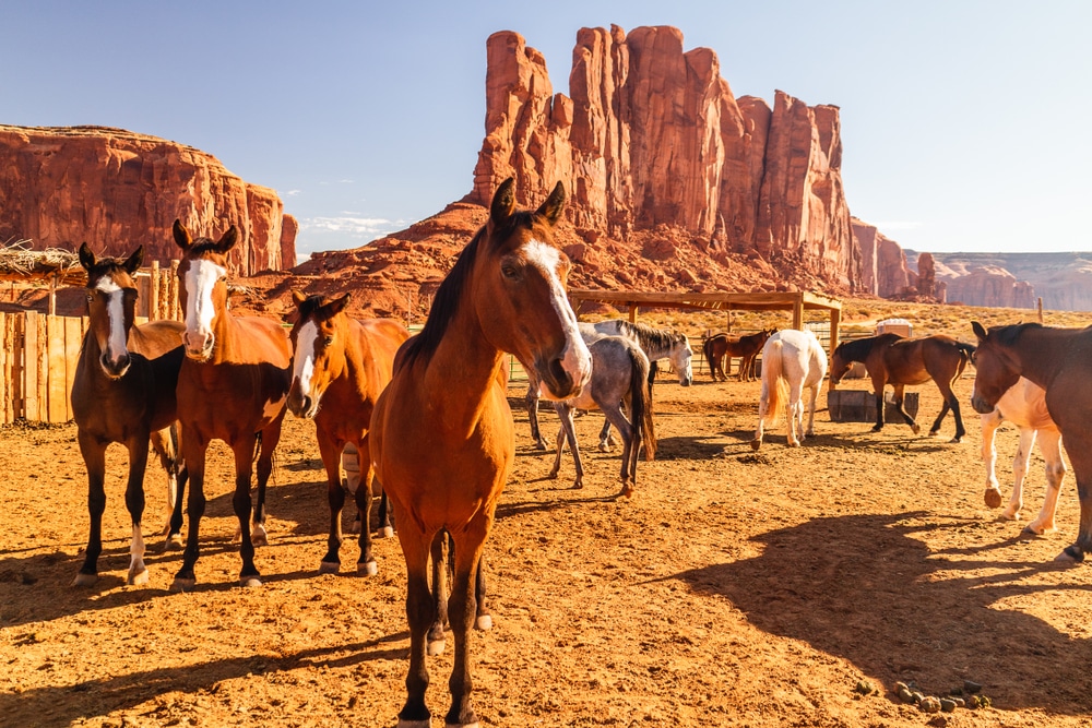 Horses,,Monument,Valley,Navajo,Tribal,Park