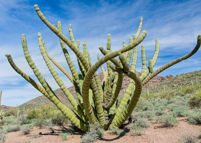 Octopus,Like,Arms,Of,The,Columnar,Organ,Pipe,Cactus,Surround