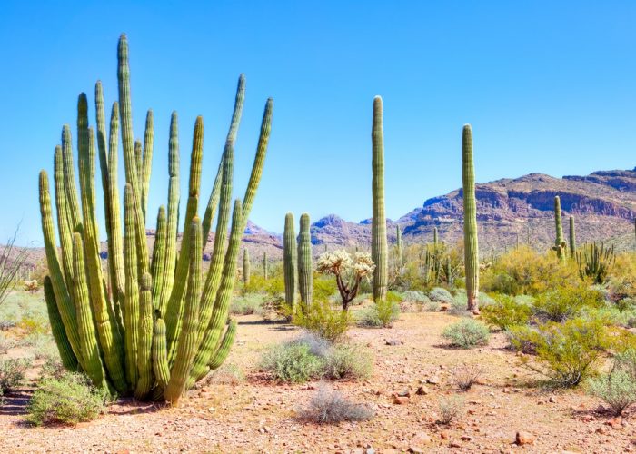 Cactuses,In,Organ,Pipe,Cactus,National,Monument.