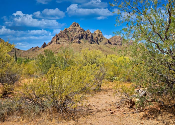 Ironwood,Forest,National,Monument,,In,Arizona.