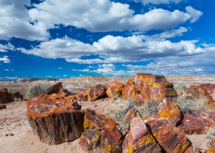 Petrified,Wood,At,The,Badlands,Of,The,Petrified,Forest,National