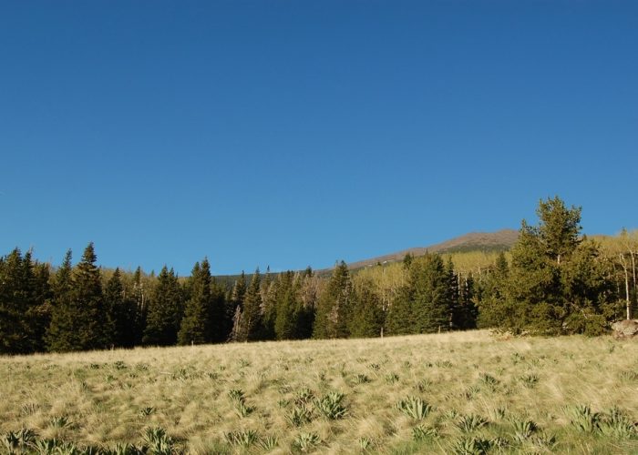 The,Scenic,Beauty,Of,The,Alpine,And,Conifer,Forest,That