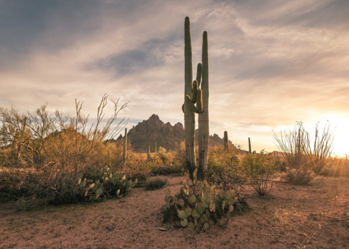 Two,Saguaro,Cactus,Surrounded,By,Other,Succulents,In,Arizona,Desert