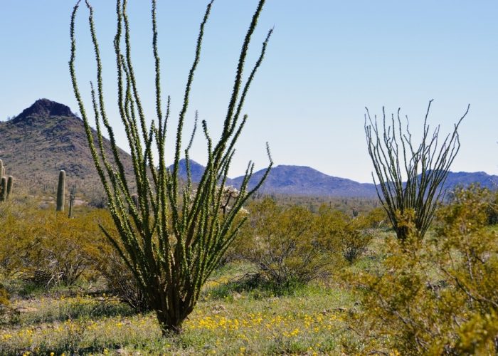Ocotillo,Cactus,At,Sonoran,Desert,National,Monument,Arizona