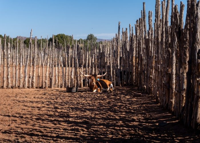 Longhorn,At,Pipe,Spring,National,Monument,In,Arizona.,Pai,Is