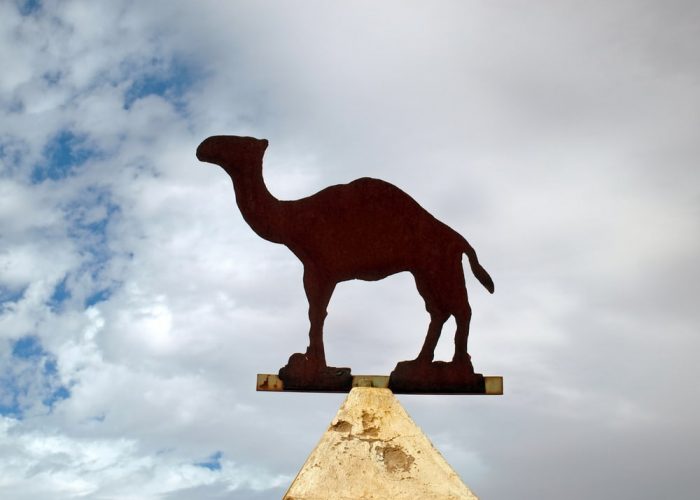 Quartzsite,,Arizona,,United,States,-,October,27,,2024:,Camel,On