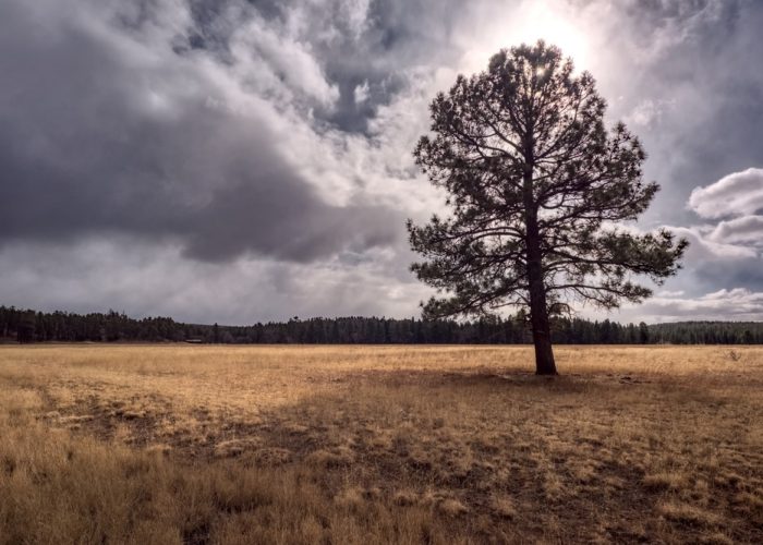 Prairie,In,The,Coconino,National,Forest,Az
