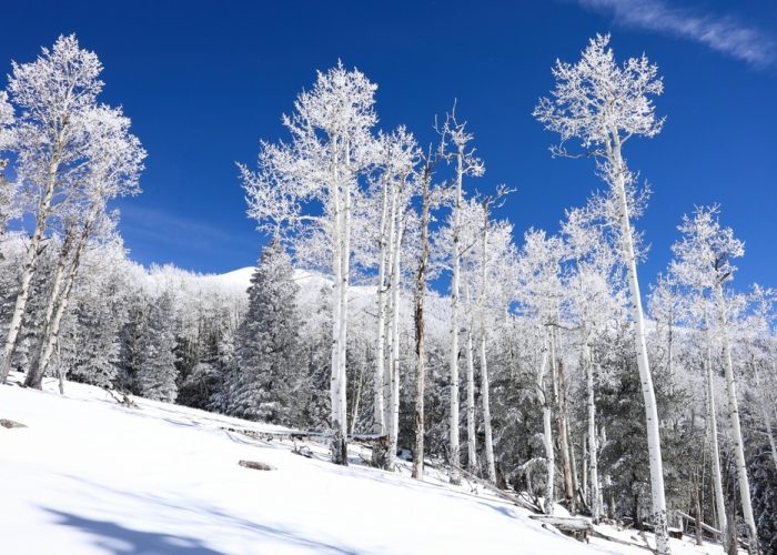 A,Frosted,Forest,Scene,In,The,Coconino,National,Forest
