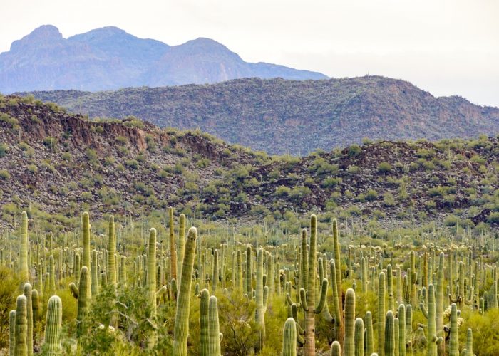 Organ,Pipe,Cactus,National,Monument