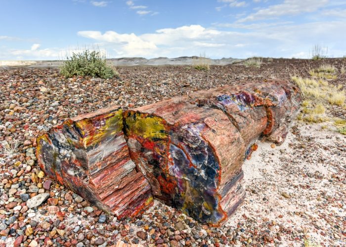 The,Crystal,Forest,In,The,Petrified,Forest,National,Park,In
