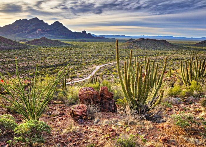 Organ,Pipe,Cactus,National,Monument,At,Sunrise.