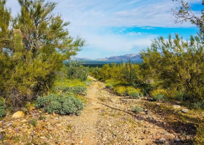 Harquahala,Trail,In,Arizona,Facing,North,Toward,The,Background,Mountains.
