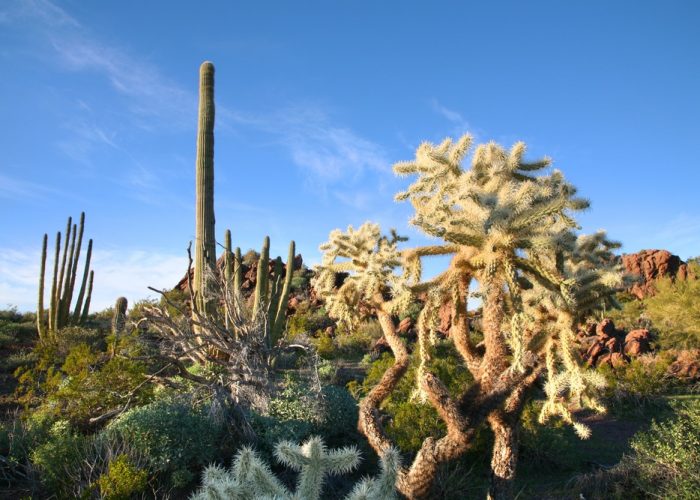 Organ,Pipe,Cactus,National,Monument,,Arizona.